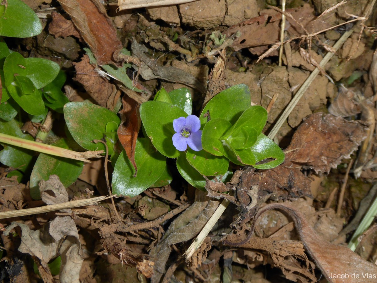 Bacopa lanigera (Cham. & Schltdl.) Wettst.